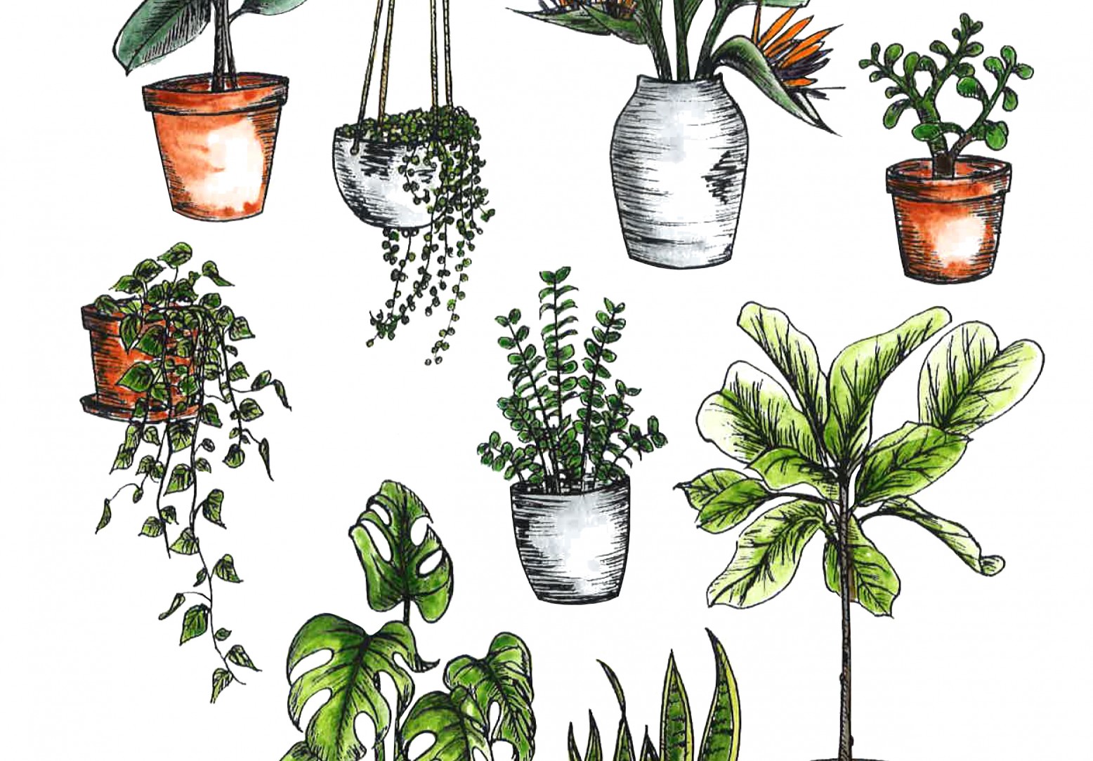 Растения в интерьере рисунок