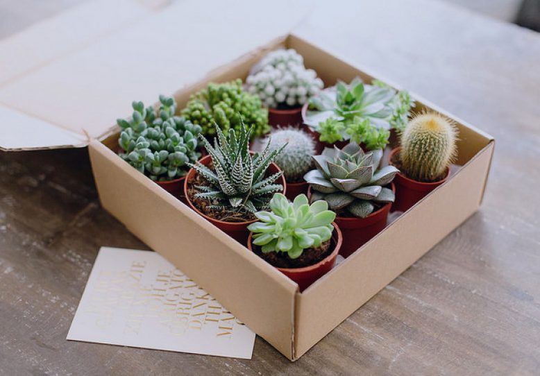 gift ideas for succulent lovers