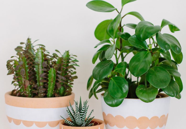 DIY Scalloped Painted Pots
