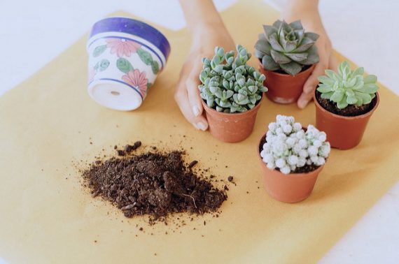 How to repot succulents cacti