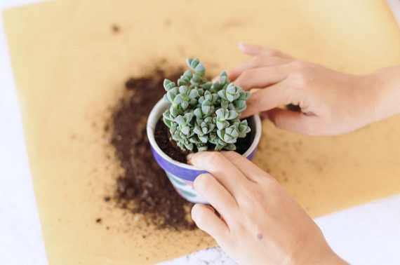 How To Repot Succulents And Cacti