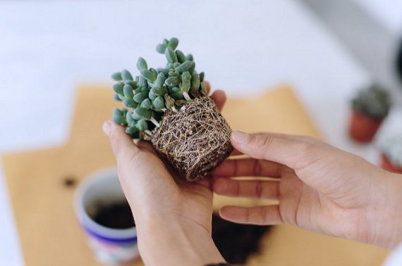How to repot succulents cacti how to