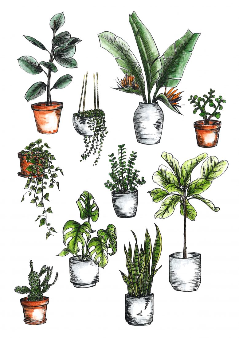 How To Care For Indoor Plants