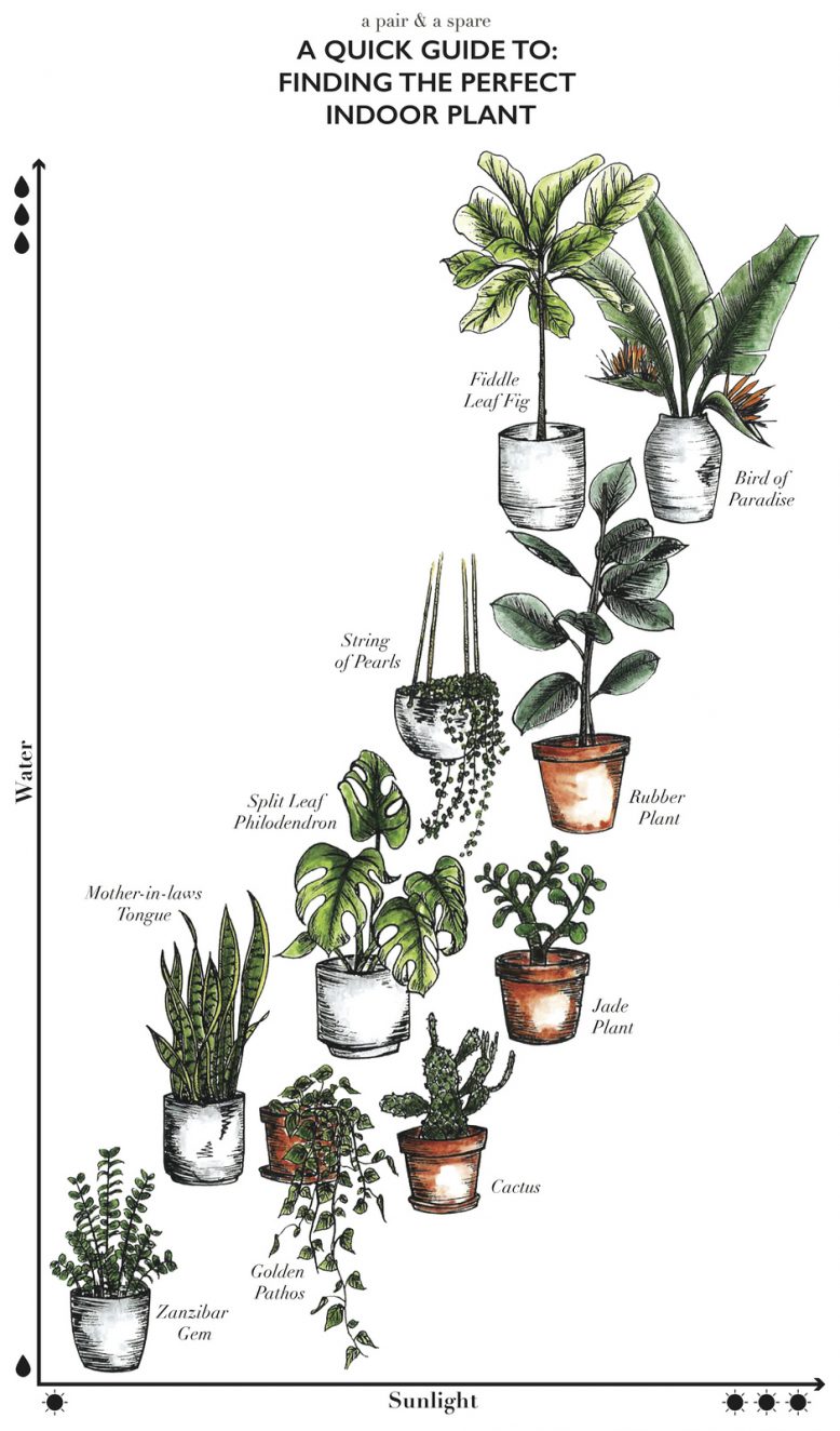 Choose The Right Indoor Plants