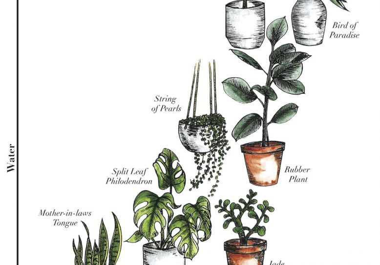 5 Questions to Help you Choose the Right Indoor Plants (so They ...