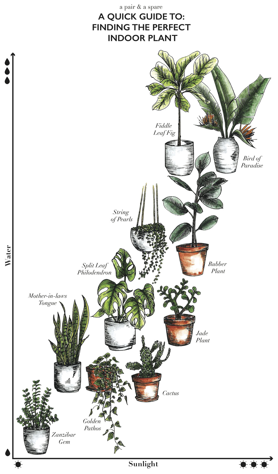 Image of Plant pairing guide fiddle-leaf fig rubber plant pothos
