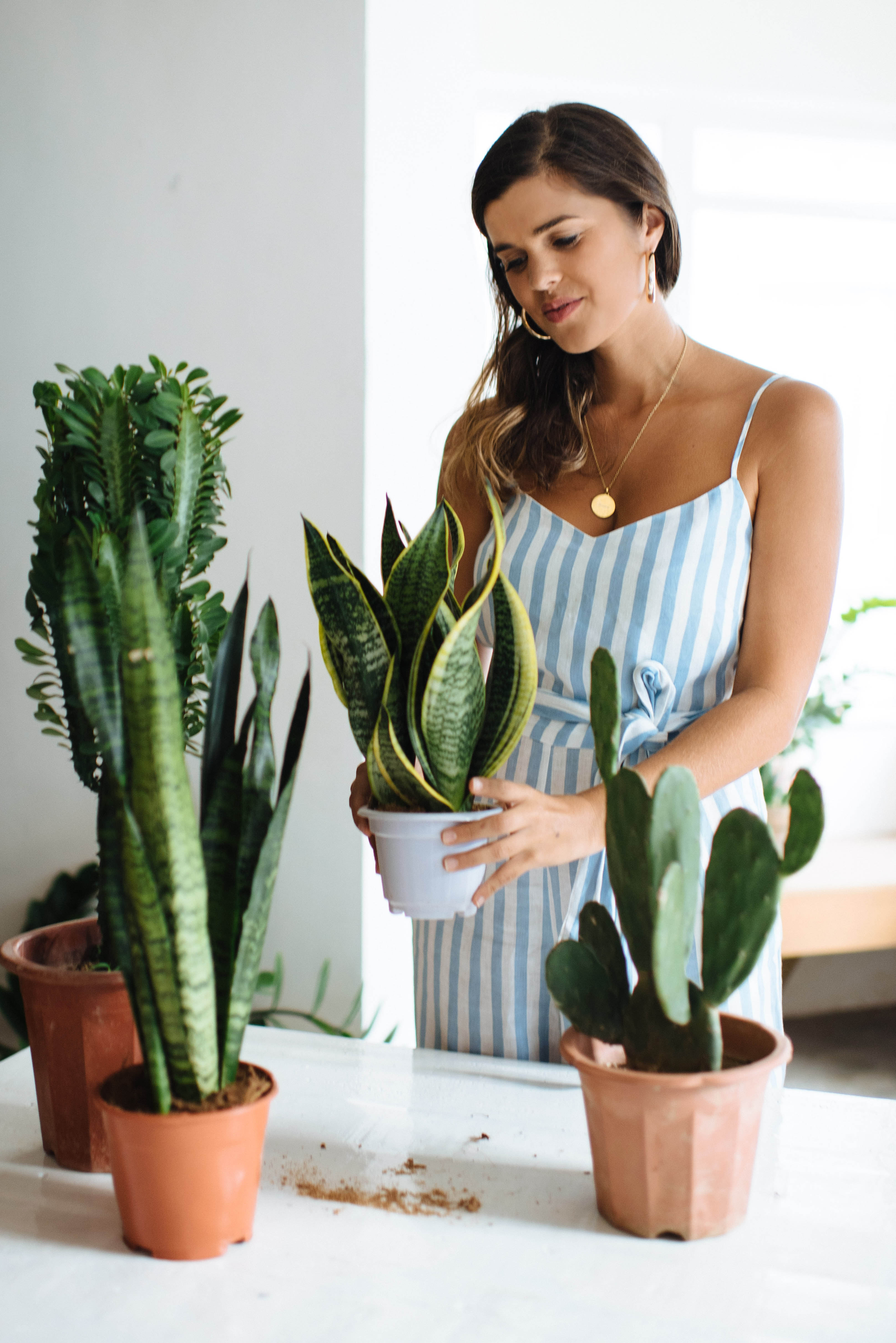 The Best Air Purifying Plants