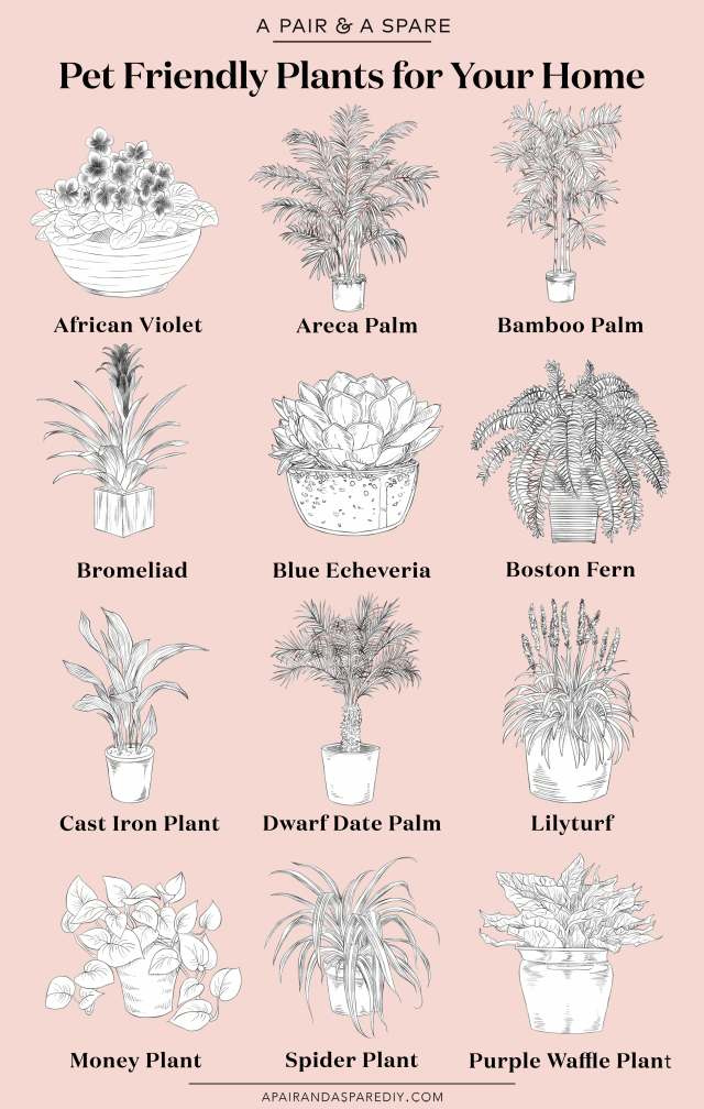 Pet Friendly Plants infographic | Collective Gen