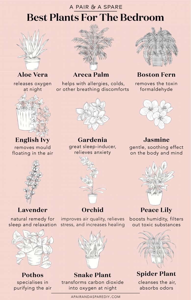These Are The Plants You Should Have In Your Bedroom Collective Gen