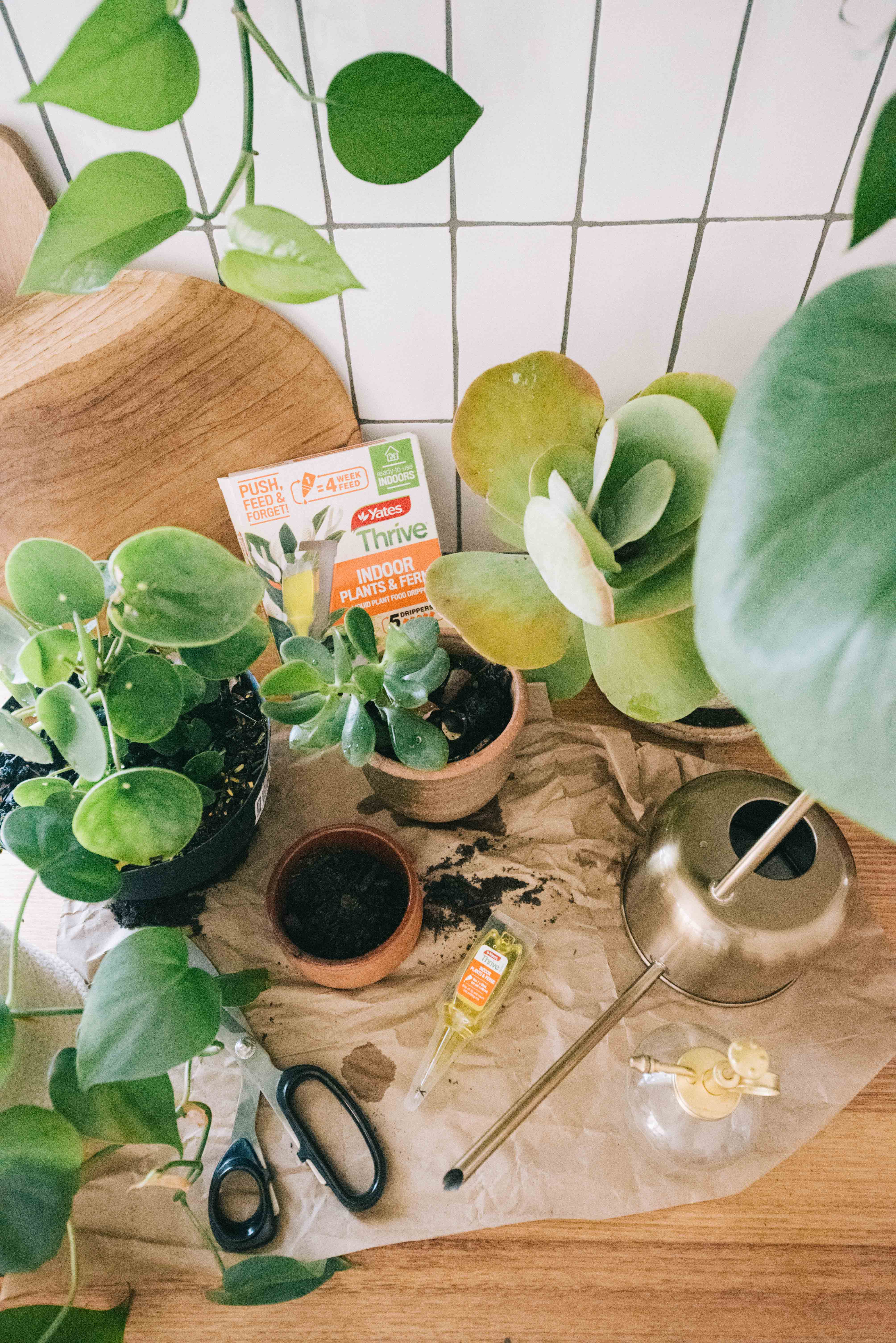 5 mistakes you make with your houseplants: and how to fix them!