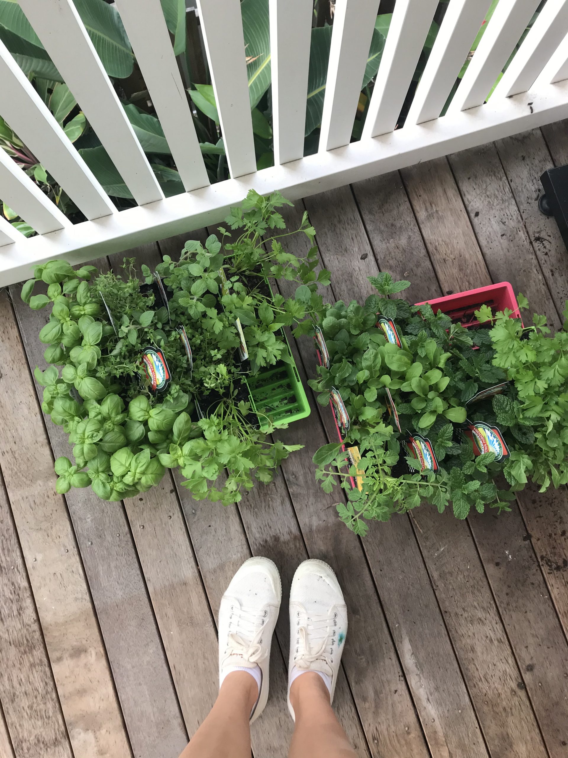 Setting up a vertical herb garden